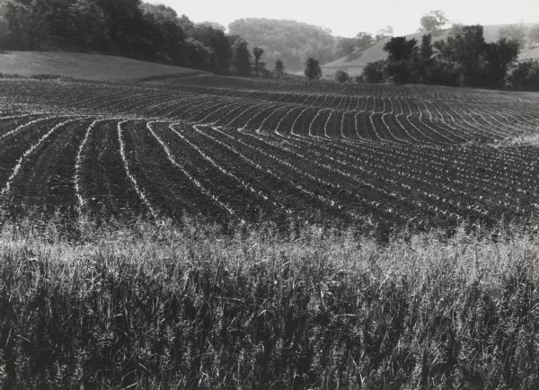 View of newly planted cornfield and rolling hills, near Highway H.