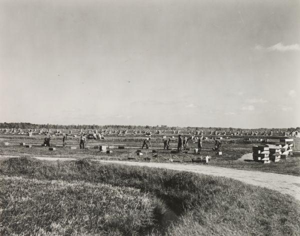 Men working in field during Wisconsin cranberry harvest. Crates are stacked up throughout the field.
