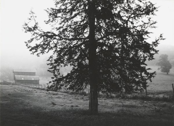 Cedar tree and farmland in mist.

