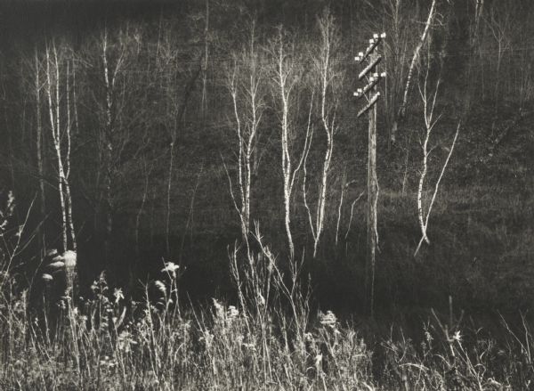 Telephone pole among marsh grasses and bare birch trees near the Spring Green Bridge.