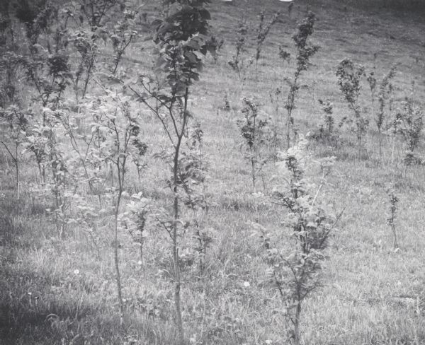 Scattered young trees, seedlings and saplings, in a field.