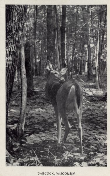 Photographic postcard view of a white-tailed deer in the forest. Autumn leaves are on the ground. Caption reads: "Babcock, Wis."