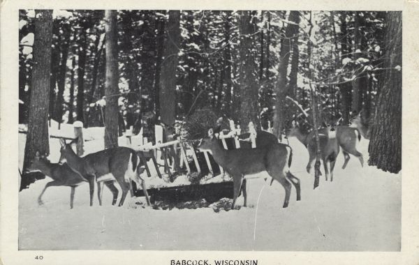 Photographic postcard view of a winter scene of a group of deer in the forest around a feeding trough in the snow. Caption reads: "Babcock, Wis."