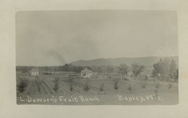 Photographic postcard view of a slightly elevated view of the fruit ranch. Rows of crops in the foreground are bordered by a row of trees. Three dwellings and other farm buildings are in the background. Bluffs are in the far background. Caption reads: "L. Dawson's Fruit Ranch, Bagley, Wis."