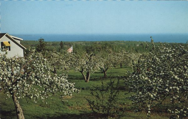 Elevated view of an orchard during apple blossom season, with Lake Superior in the distance.
