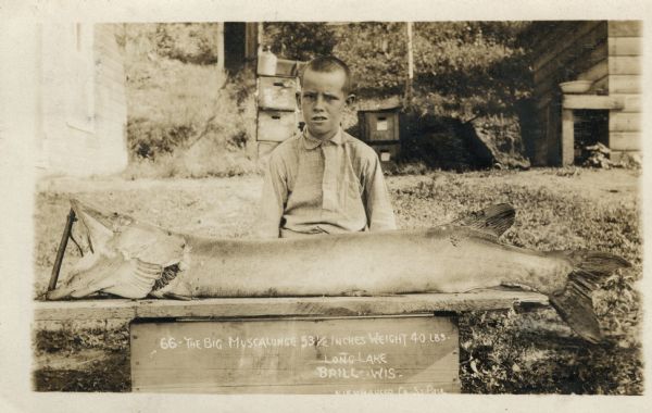 Photographic postcard view of a boy with a large muskie displayed on a table in front of him.