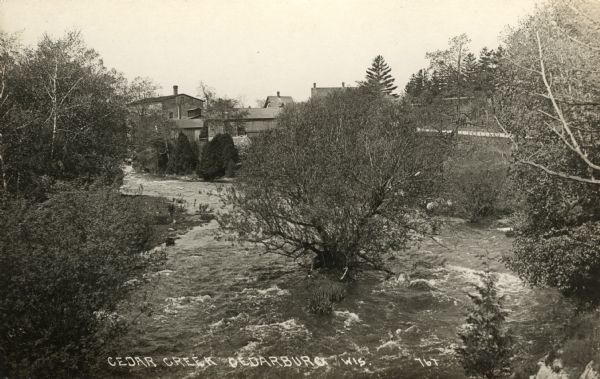 Elevated view of Cedar Creek with a tree growing in the middle of it. There are buildings in the background. Caption reads: "Cedar Creek, Cedarburg, Wis."