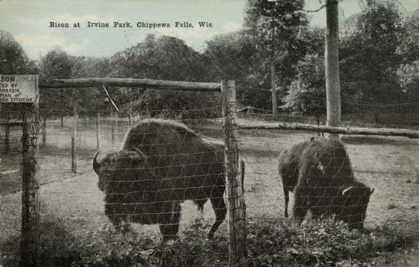 View of two bison grazing on weeds behind a tall wire fence in Irvine Park. Caption reads: "Bison at Irvine Park, Chippewa Falls, Wis."