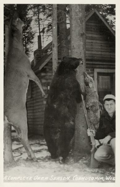 Photographic postcard of a man holding a rifle, squatting on ground on the right, with his trophies: Carcasses of a deer, a bear and a wolf hanging from pine trees. There is snow on the ground, and a log cabin is in the background. Caption reads: "A Complete Deer Season, Cornucopia, Wis."