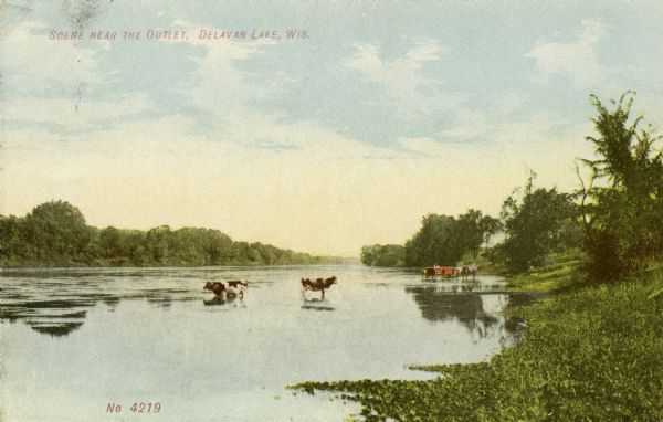 Hand-colored view of an outlet of Delavan Lake, with cows wading in the water near the shoreline. In the background on the right is a horse-drawn wagon, also in the water. Caption reads: "Scene Near the Outlet, Delavan Lake, Wis."