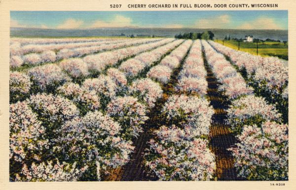 Hand-colored postcard of a cherry orchard with rows of blossoming trees.