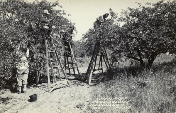 Black and white photographic postcard view of workers picking cherries, some of them standing on ladders.