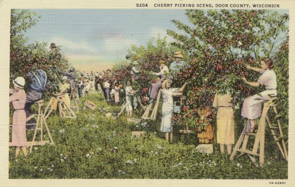 Colorized postcard view of tourists picking cherries.