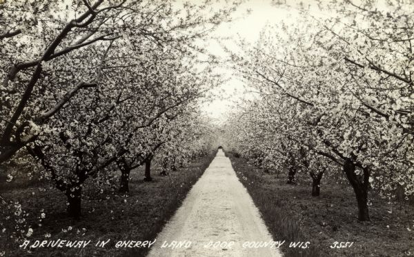 Slightly elevated postcard view down a path through a blossoming cherry grove.