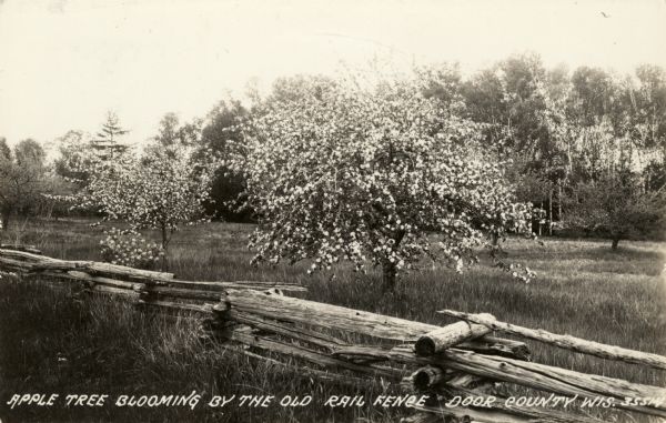Photographic postcard view of blossoming apple trees behind an old rail fence.