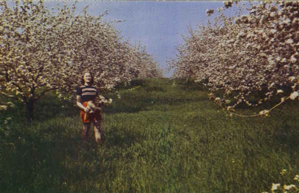Kodachrome postcard of a woman standing in the grass in a blossoming apple orchard. She is holding blooms in her hands.