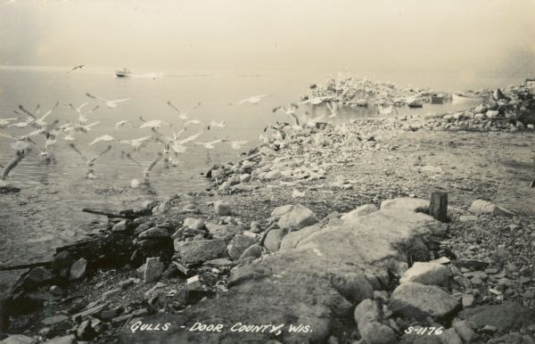 View towards a flock of gulls flying along the rocky shoreline of Lake Michigan. A speed boat is traveling on the water on the left, and other boats are docked near the shoreline in the distance.