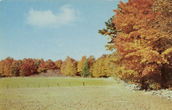 View across a field towards trees with fall color. The text on the reverse reads: "Beauty unsurpassed greets the eye of the visitor to Door County, Wisconsin, each season of the year. This brilliant fall scene shows the autumnal glory of the hard maples in sharp contrast to the stately evergreens."