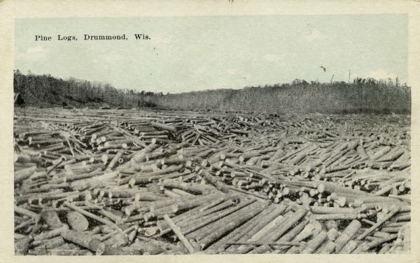 A large open area completely filled with cut pine logs. There is a forest in the background. Caption reads: "Pine Logs, Drummond, Wis."