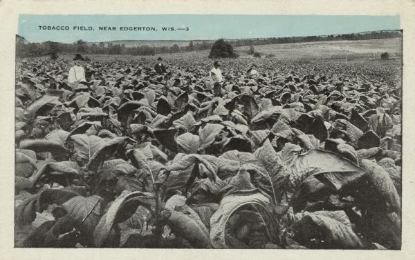 Black and white photographic postcard (with colored sky) of farmers in a tobacco field ready for harvest. Caption reads: "Tobacco Field, Near Edgerton, Wis."