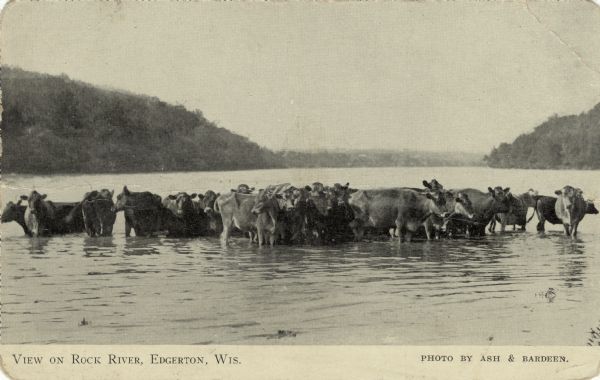 View of the Rock River with a herd of cattle wading in the shallow water. The far shoreline is in the background. Caption reads: "View on Rock River, Edgerton, Wis."