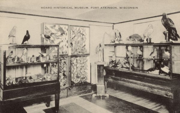 Interior view of a room with glass cases filled with taxidermied birds and a raccoon, and a crane on a pedestal. Caption reads: "Hoard Historical Museum, Fort Atkinson, Wis."