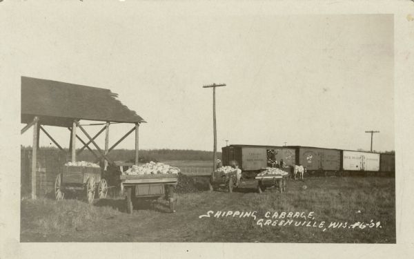 View across field towards men loading carts of cabbage onto boxcars. Caption reads: "Shipping Cabbage, Greenville, Wis."
