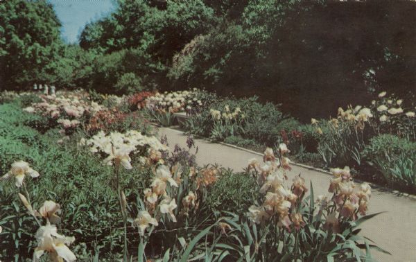 Irises along a path in Whitnall Park.

Text on reverse reads: "Over 400 varieties of iris grow in the perennial borders. Thousands of blooms can be seen from late-May to mid-June."