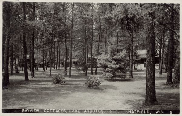 Cottages among the pines at Lake Arbutus. Caption reads: "Bayview Cottages, Lake Arbutus, Hatfield, Wis."