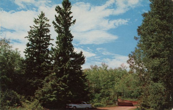 Color reproduction of a spruce tree with an automobile parked beneath it.<p>Text on reverse reads: "Located on the south shore of Lake Superior, near Herbster, Wisconsin stands the world's largest White Spruce tree, pictured in this view, growing on the banks of the Cranberry River, noted for its excellent trout fishing."</p>