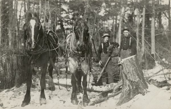 Two loggers and two draft horses standing near a tree stump. One man is on a sled with a log.