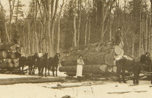 View of men transporting logs on horse-drawn sleds in the northwoods. Caption on back reads, in part: "Even the camp cook gets his photo taken."