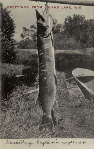 Caption reads: "Greetings from Island Lake, Wis." Handwritten at bottom: "A muskellunge — length 40 inches, weight 21 1/2 lbs."
