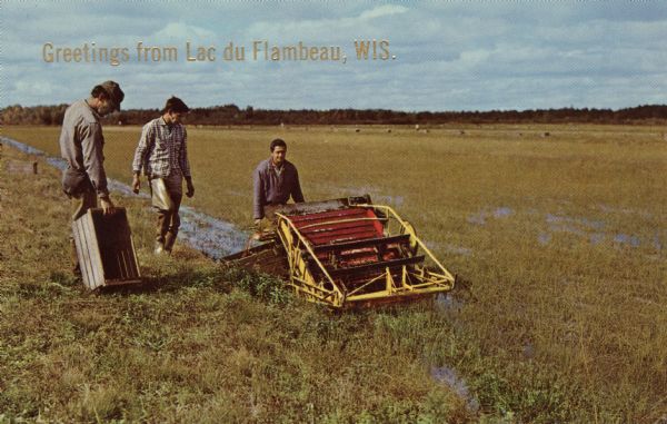 View of three men harvesting cranberries from a bog. Caption reads: "Greetings from Lac du Flambeau, Wis."