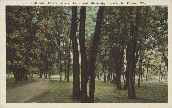 View along unpaved drive, bordered by lawn and trees. In the background on the right is a bridge over the river. Caption reads: "Pettibone Drive, Lovers' Lane and Mississippi River, La Crosse, Wis." Text on back reads: "Pettibone Park is an island in the Mississippi, and was donated to the city by Mr. Pettibone. The beautiful lagoon in the center of the island, the miles of excellent driveways lined by magnificent old trees, together with the beauty of the Mississippi, make this park a most popular picnic grounds."