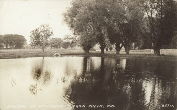 View across water towards willow trees along a shoreline. There is a culvert on the left, and a culvert in another pond in the background on the right.