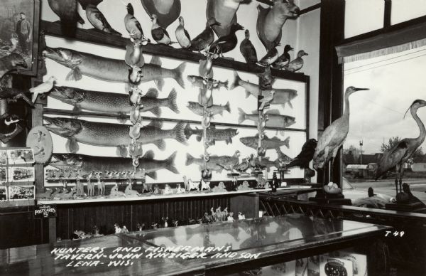 Photographic postcard view of a wall of mounted fish, deer and assorted stuffed birds. A display of postcards is on the left. There is a window on the right looking out to the street. Rows of open cigar boxes are under the glass counter. Figurines of dogs and deer are on the back wall shelves. Caption reads: "Hunters and Fishermens Tavern — John Kinzinger and Son — Lena — Wis."