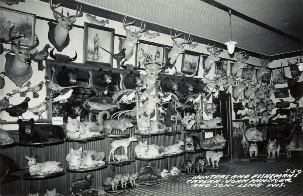 Photographic postcard view of a wall covered with mounted bear and deer heads. Stuffed foxes, bobcats and raccoons on displayed on shelves. Prints of hunting scenes are on the wall. Caption reads: "Hunters and Fishermens Tavern — John Kinzinger and Son — Lena — Wis."