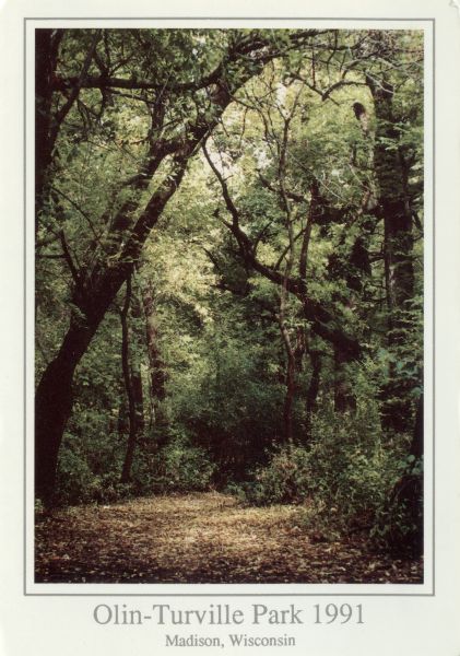 View of a wooded walking path. Caption reads: "Olin-Turville Park 1991, Madison, Wis." Text on reverse reads: "This area of Olin-Turville Park would be destroyed by a proposed swimming pool complex."