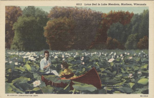Colorized postcard view of a couple in a canoe floating through a lotus bed. Caption reads: :Lotus Bed in Lake Mendota, Madison, Wis."