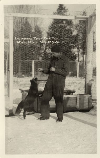 View of a man standing in a fenced-in area feeding a fox. Caption reads: "Lemmer Fox and Fur Co., Marathon, Wis. U.S.A."