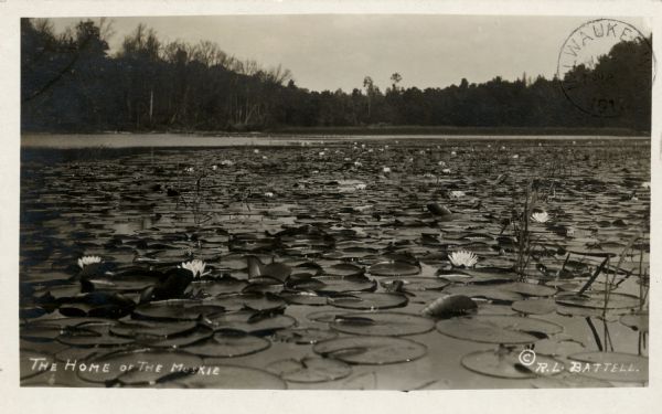 View of water lilies and lily pads in a river. Caption reads: "The Home of the Muskie."