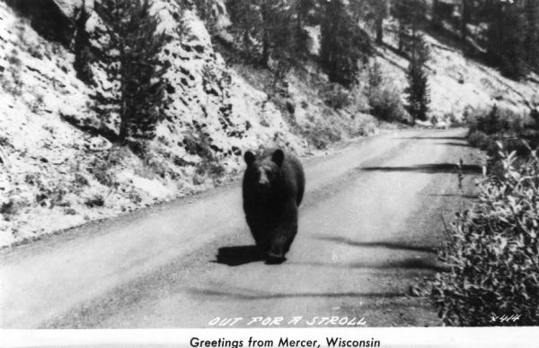 View towards a black bear walking up a road. Text reads: "Out for a Stroll, Greetings from Mercer, Wisconsin."