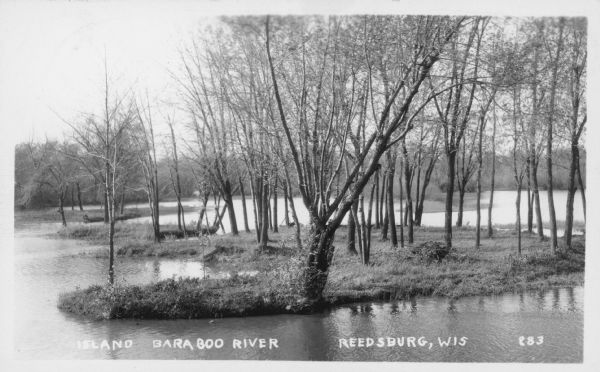 Text on front reads: "Island Baraboo River Reedsburg, Wis." View of a tree and grass covered island on the Baraboo River.