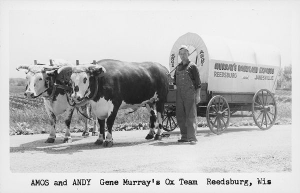Text on front reads: "Amos and Andy, Gene Murray's Ox Team, Reedsburg, Wis." Mr. Murray posing with his oxen team and covered wagon. Text on the wagon cover reads: "Amos", "Andy" and "Murray's Dairyland Express, Reedsburg and Janesville". Gene Murray was a well-known farmer and resident of Dellona Township. He trained teams of oxen to pull wagons in public events between 1951 and 1975. 