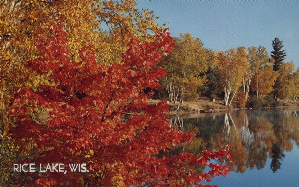 Text on front reads: "Rice Lake, Wis." On back: "Red Maple on Lake." Autumn view of gold leaves on Birch trees and red leaves on Maple trees reflecting in the water. There is a pier on the shoreline.