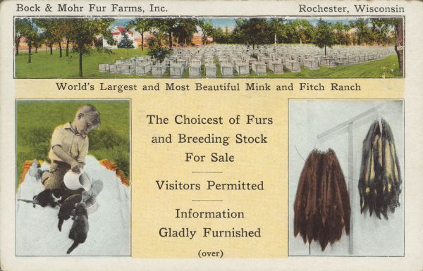 Text on front reads: "Bock & Mohr Fur Farms, Inc. Rochester, Wisconsin. World's Largest and Most Beautiful Mink and Fitch Ranch. The Choicest of Furs and Breeding Stock For Sale - Visitors Permitted - Information Gladly Furnished." Three photos appear on the front, a panoramic of many animal cages, a boy feeding young animals and two bundles of pelts.<br>Text on the reverse: "Our stock was personally selected from the leading fur farms of Alaska, Canada, and Europe. Our mink are second to none in the United States. Our fitch are the S.B.P. strain, recognized in Europe as the best. Fitch are new in this country. They are tame, love to be handled, and are very easy to raise. Their rich yellow and black fur leads in fur popularity and is very durable. No animal will make as much profit, and give you more enjoyment than fitch. Visit our ranch; see these fine animals; also inspect the choice furs we have for sale. Economize, select the furs you want for your coat or neck piece. Our ranch is located twenty-five miles southwest of Milwaukee, on State Highways 36 and 83."</br>
