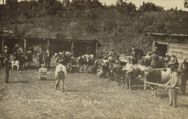Text on front reads: "Prizewinners, Rusk Co. Wis. Fair." Slightly elevated view of cattle lined up with their owners during a competition at the County Fair. The Judge is in the center, walking towards the trophy on a bunting wrapped stand. Buildings are behind them with brush covered hills in the background.
