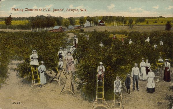 Text on front reads: "Picking Cherries at N.C. Jacobs', Sawyer, Wis." An elevated view of a group of women, men and children picking cherries using ladders. Beyond the orchard is a farm.