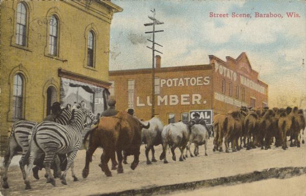 Text on front reads: "Street Scene, Baraboo, Wis." Circus animals walking down a city street. Zebras, Water Buffalo, Cattle and Camels are led by handlers. Signs on the building on the left read: "Potato Warehouse", "Potatoes", "Lumber" and "Coal".